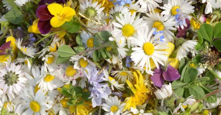 Märkte Besuchen Sie uns auf dem Markt
Donnerstag 12.3.2026
Nachmittag ab 14.00 Uhr Damme
Freitag 13.3.2026 ab 8.15 Bramsche